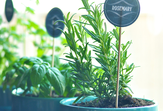No Green Thumb Required How To Start An Indoor Herb Garden The Warm Up