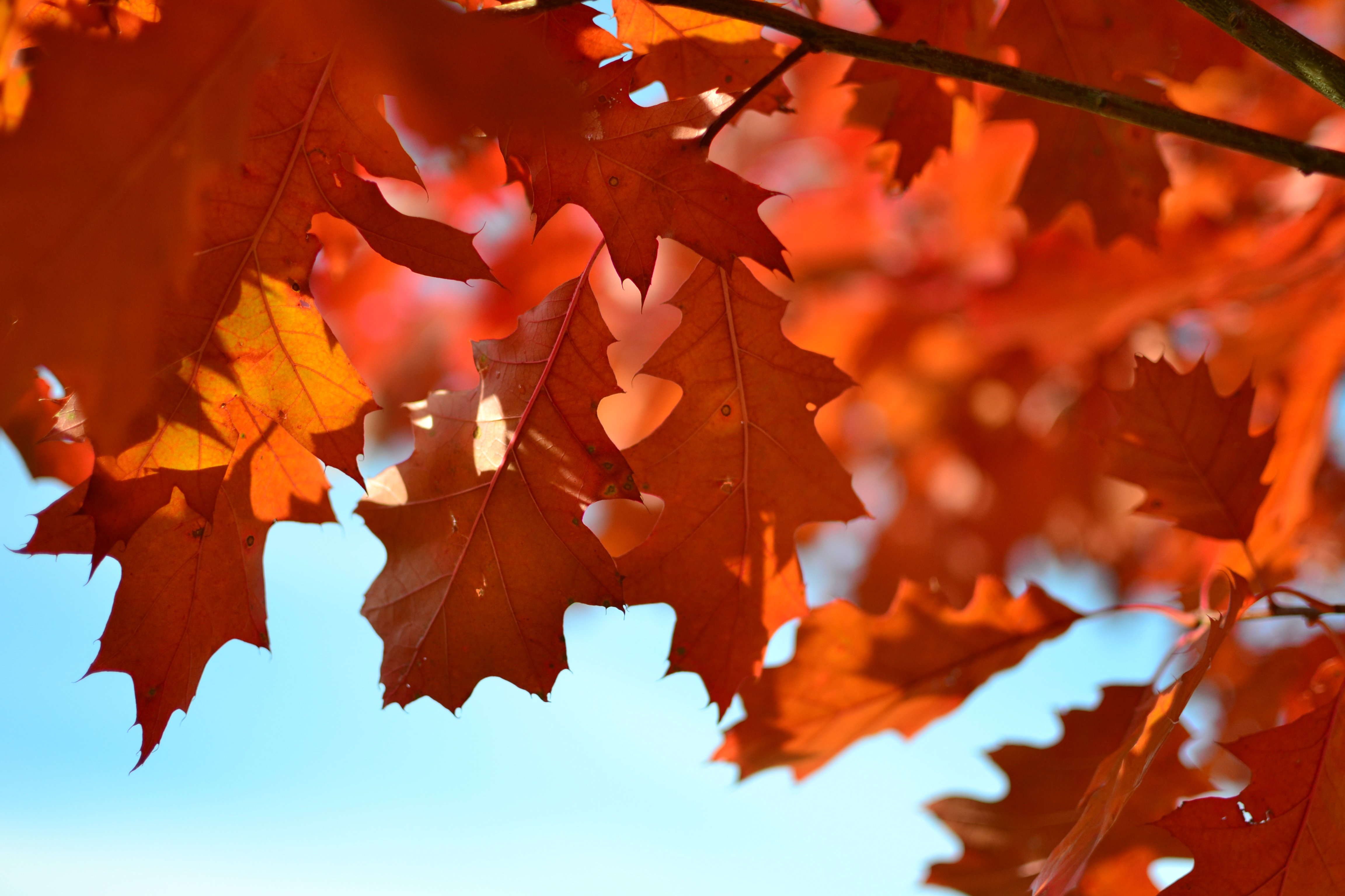 5 Fun Thanksgiving Workouts Beyond the Turkey Trot